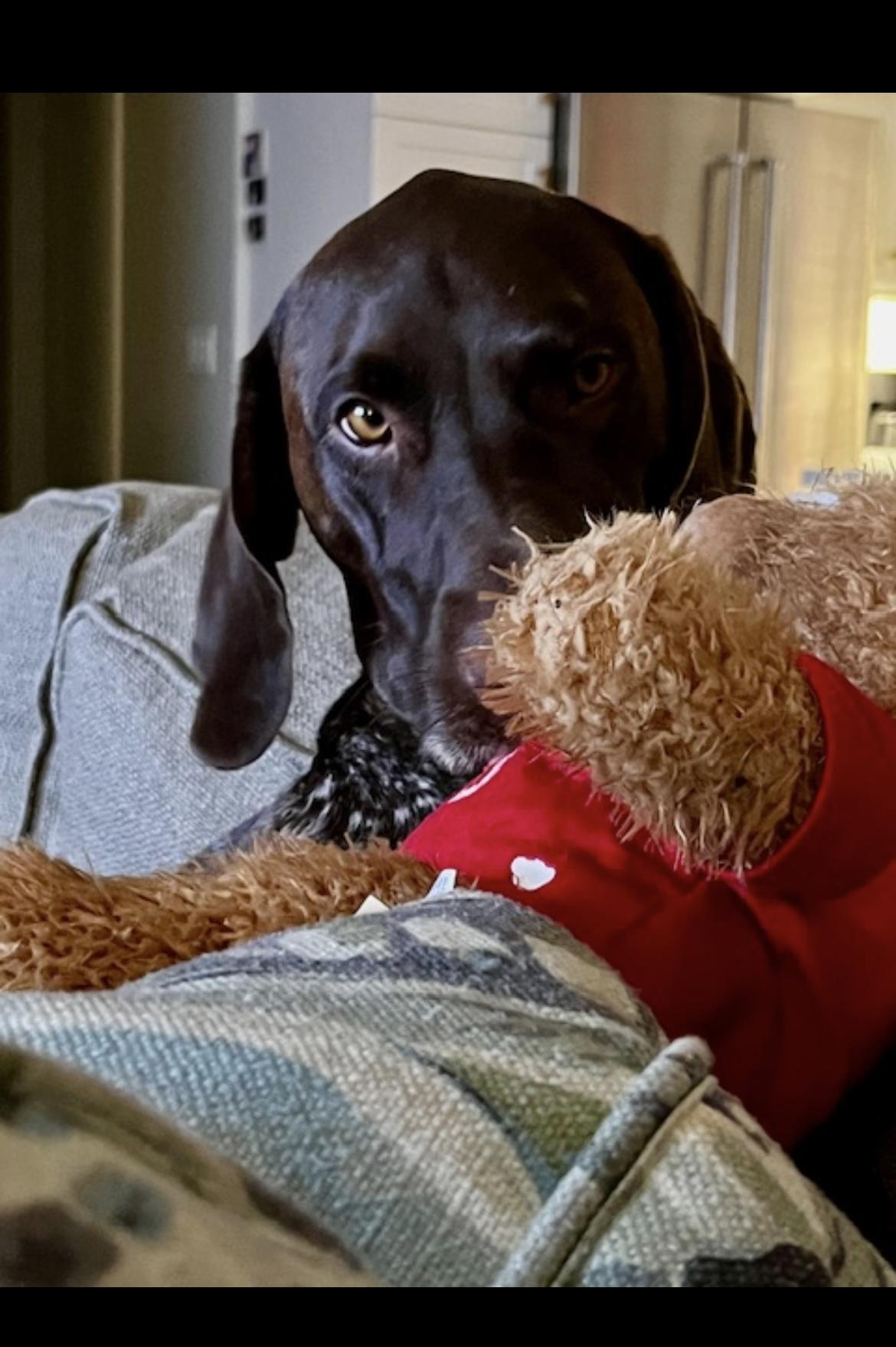 Enlarge Diesel, a Adoptable German Shorthaired Pointer in Richmond Hill, ON image 6/6