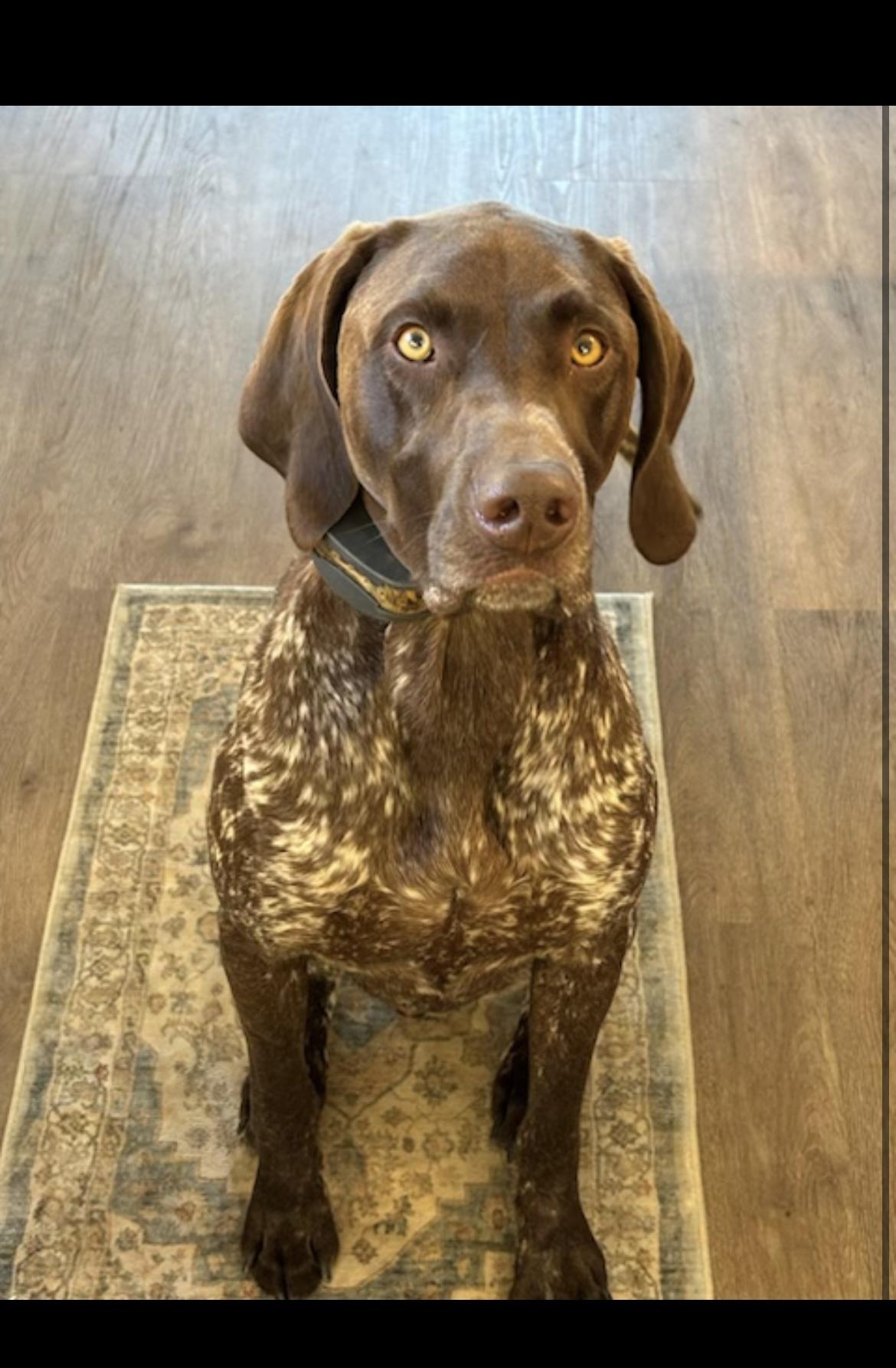 Diesel, Adoptable, Adult Male German Shorthaired Pointer.