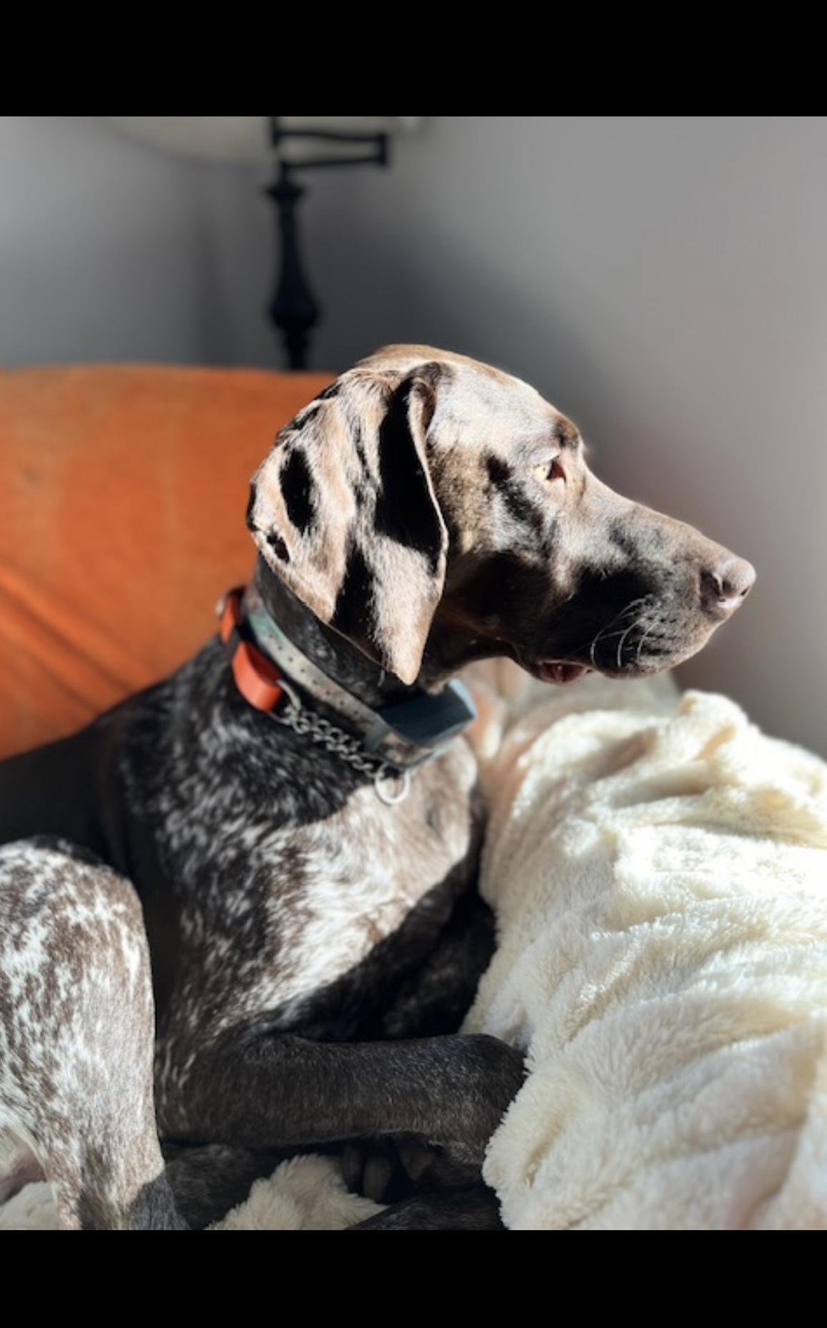 Enlarge Diesel, a Adoptable German Shorthaired Pointer in Richmond Hill, ON image 5/6