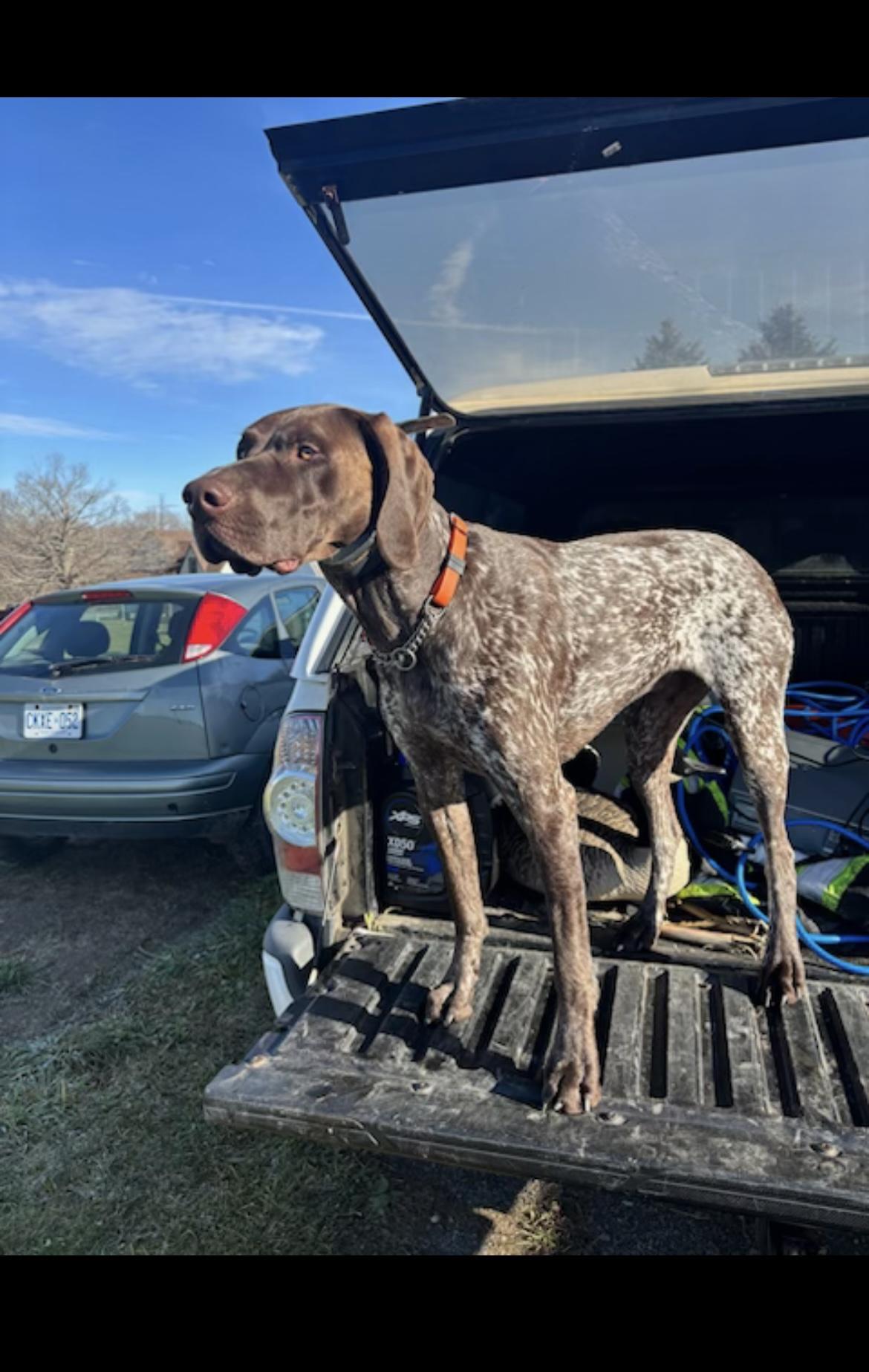 Enlarge Diesel, a Adoptable German Shorthaired Pointer in Richmond Hill, ON image 4/6