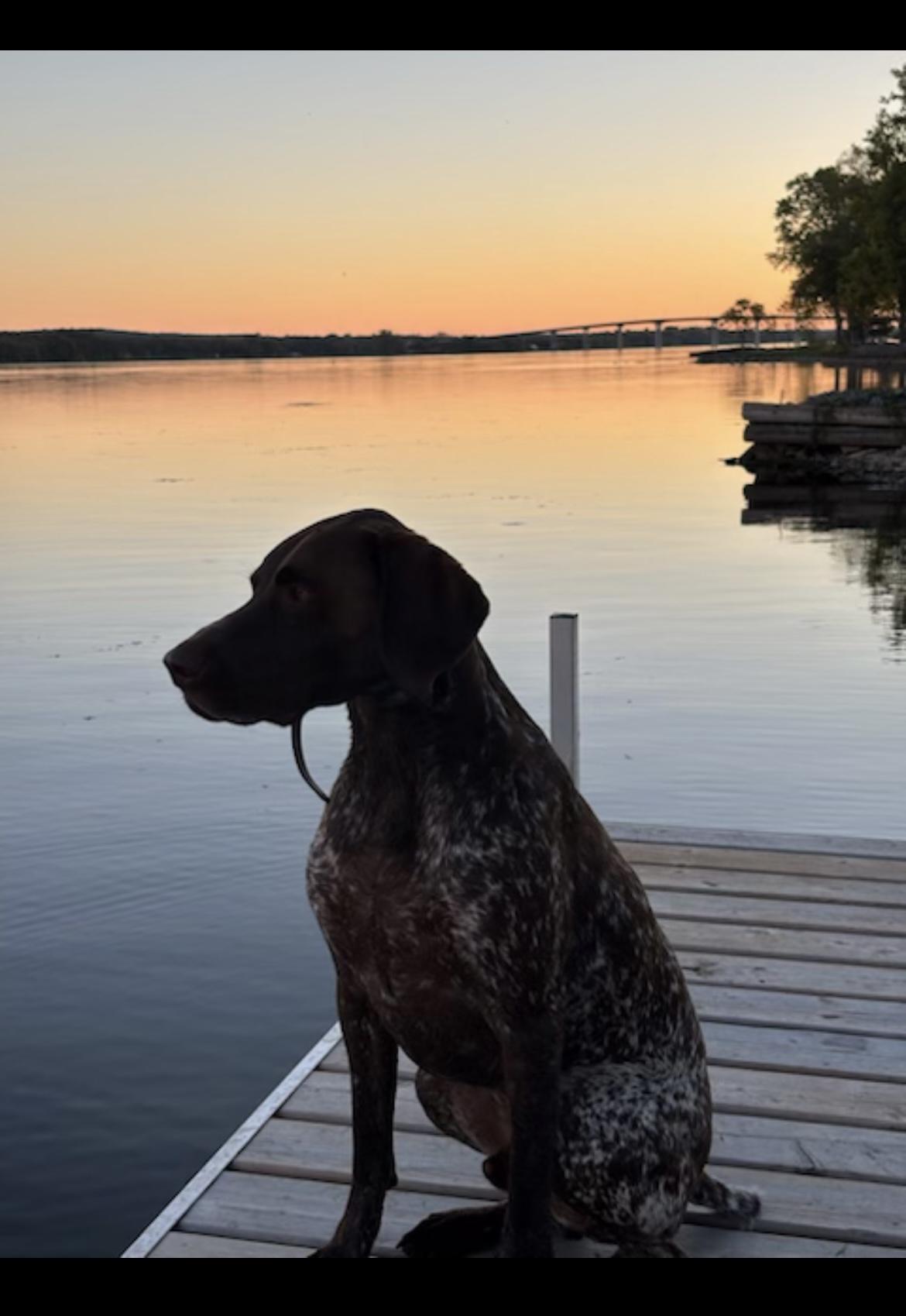 Enlarge Diesel, a Adoptable German Shorthaired Pointer in Richmond Hill, ON image 2/6