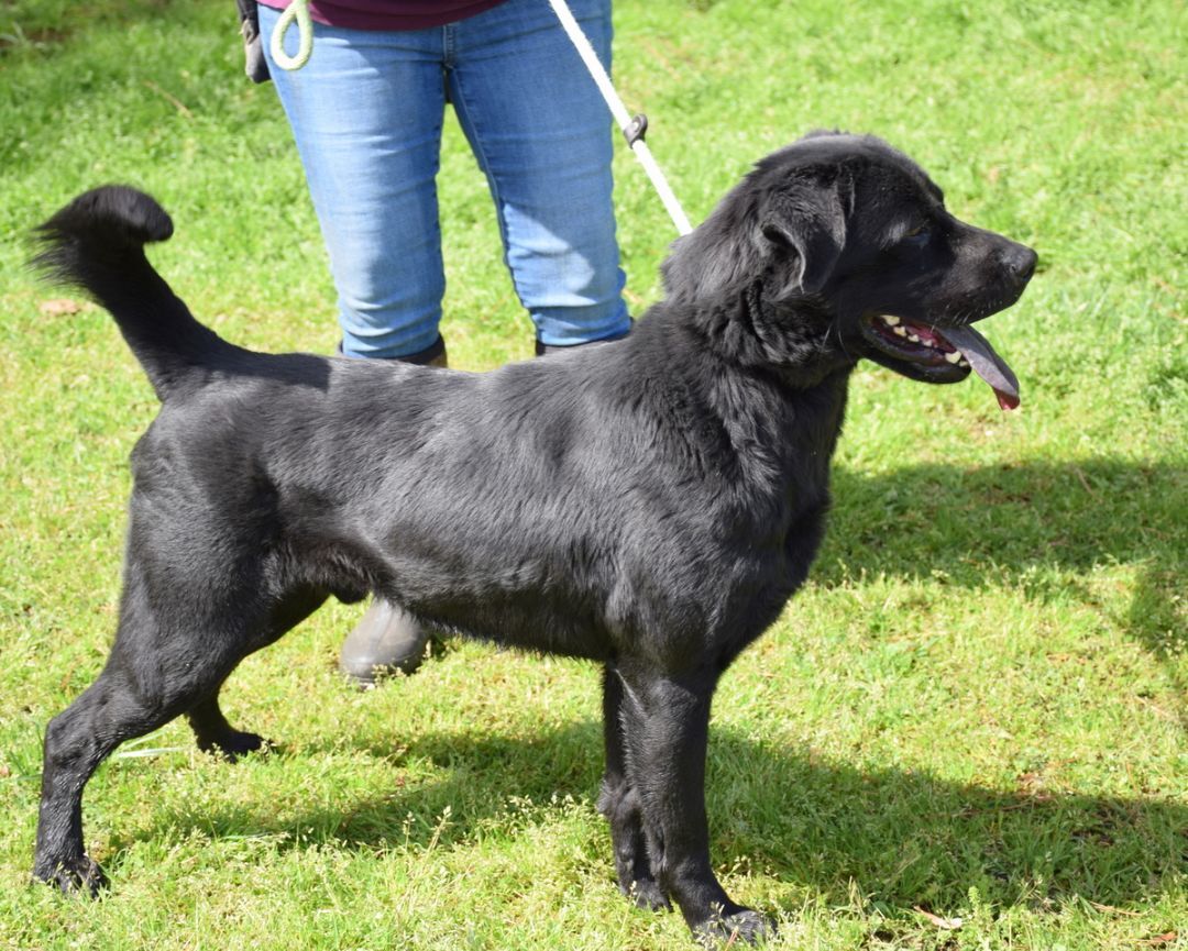 Kincaid, a Adoptable mixed breed in Anniston, AL image 4/6