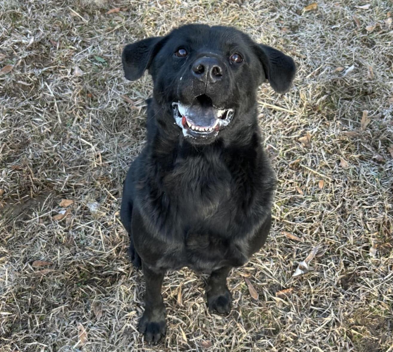 Enlarge Kincaid, a Adoptable mixed breed in Anniston, AL image 6/6