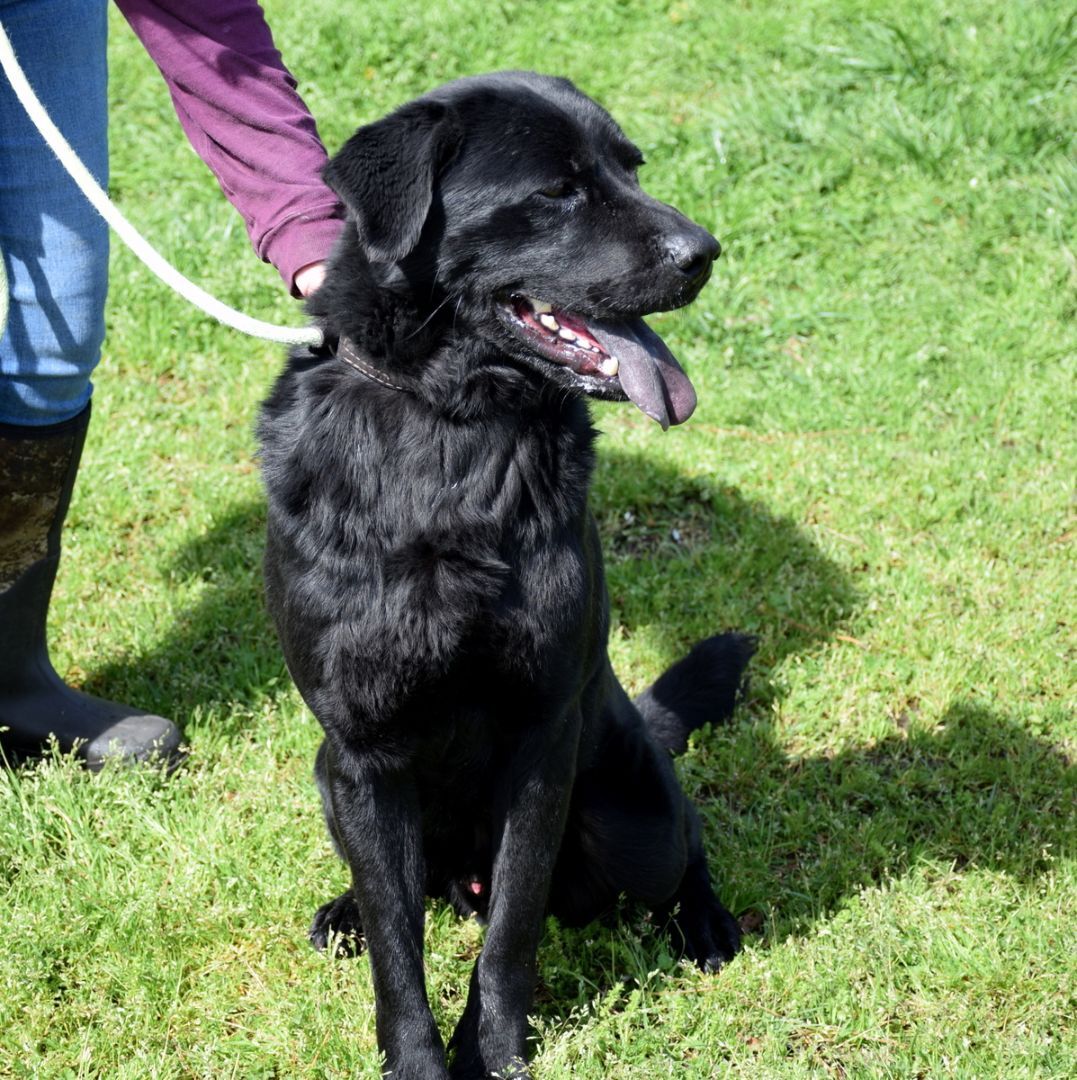 Kincaid, a Adoptable mixed breed in Anniston, AL image 6/6