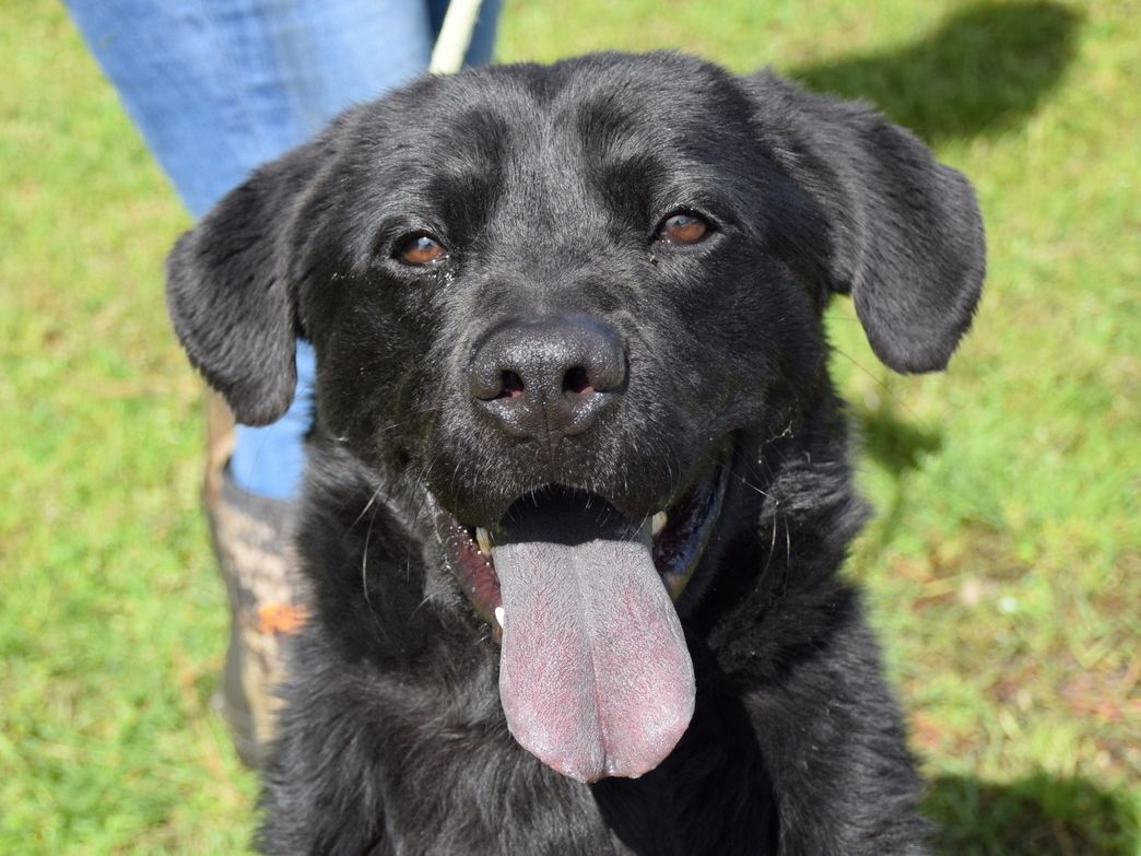 Kincaid, Adoptable, Adult Male Flat-Coated Retriever & Chow Chow.