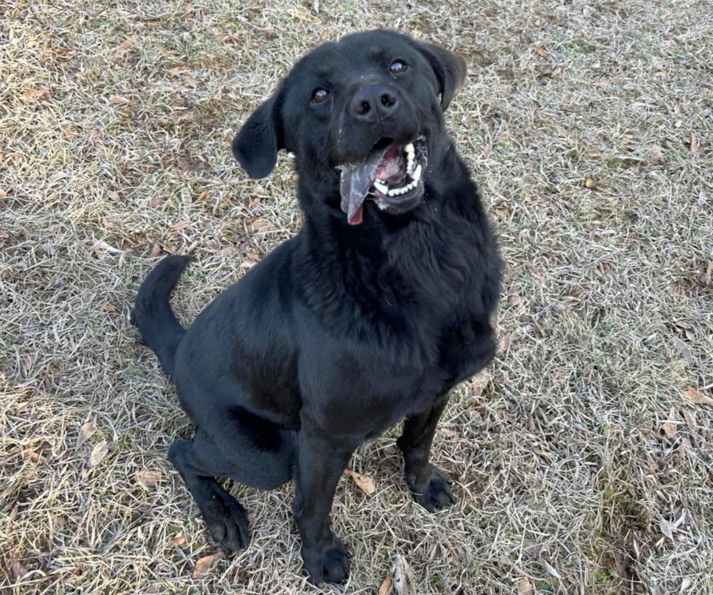 Kincaid, a Adoptable mixed breed in Anniston, AL image 2/6