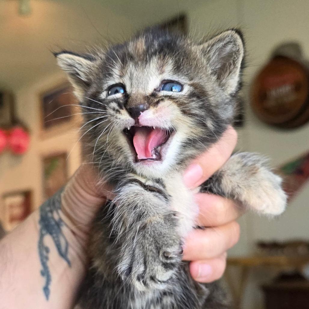 #4, Adoptable, Kitten Female Domestic Short Hair.