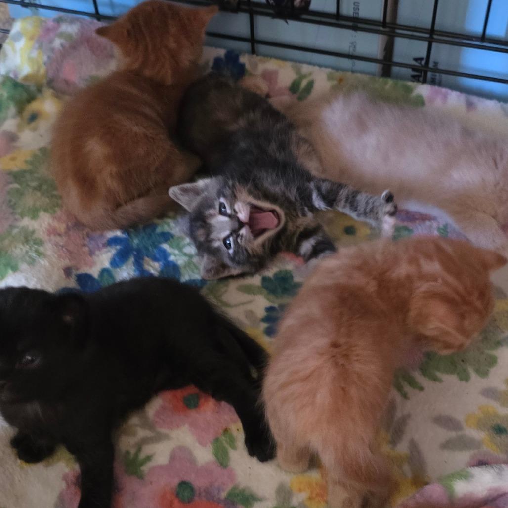 Enlarge #4, a Adoptable Domestic Short Hair in Calimesa, CA image 2/6