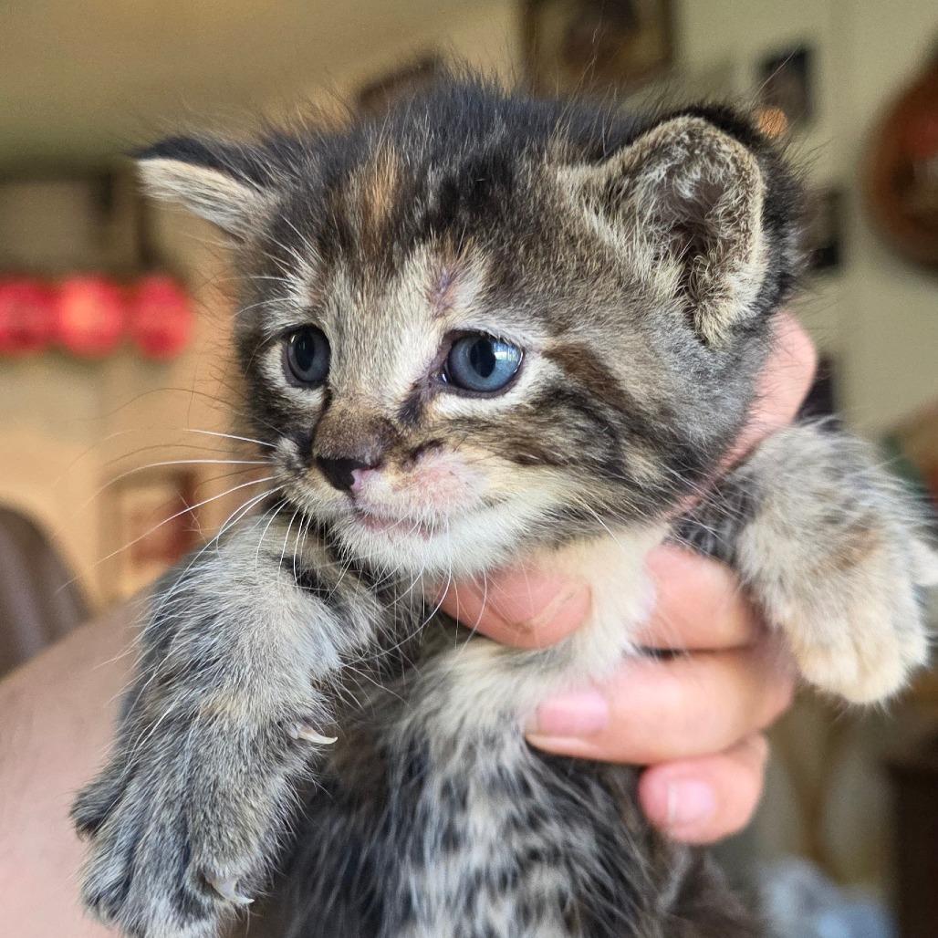 Enlarge #4, a Adoptable Domestic Short Hair in Calimesa, CA image 3/6