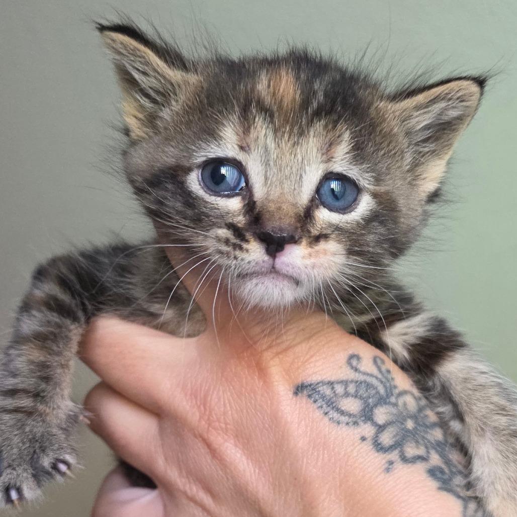 Enlarge #4, a Adoptable Domestic Short Hair in Calimesa, CA image 4/6