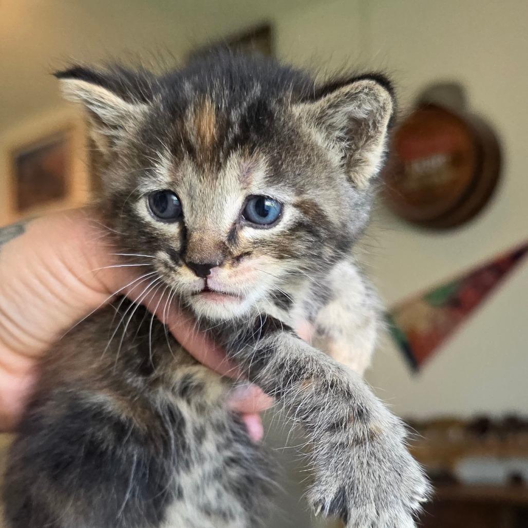 Enlarge #4, a Adoptable Domestic Short Hair in Calimesa, CA image 5/6