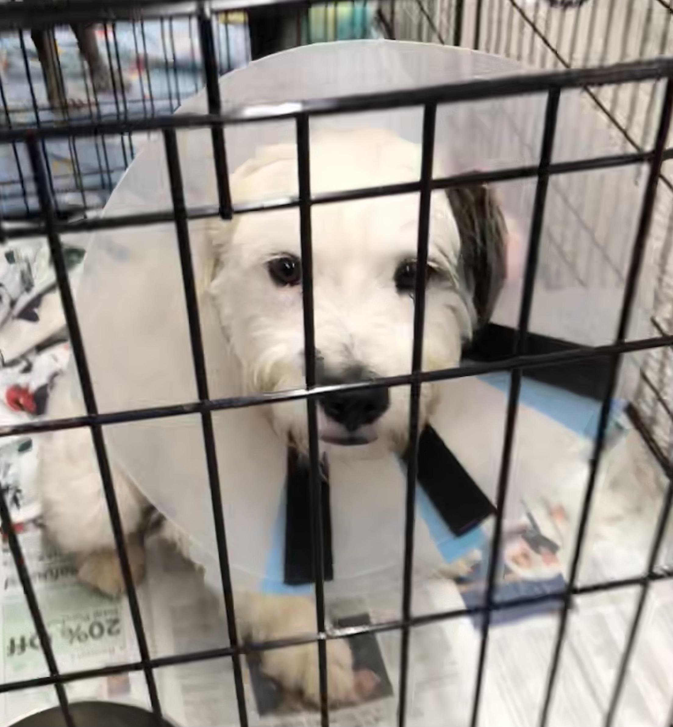 Oliver, adopted, Young Male Schnoodle.