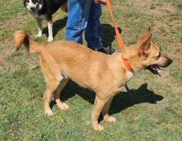Johnny, a Adoptable German Shepherd Dog in Dale, TX image 1/4