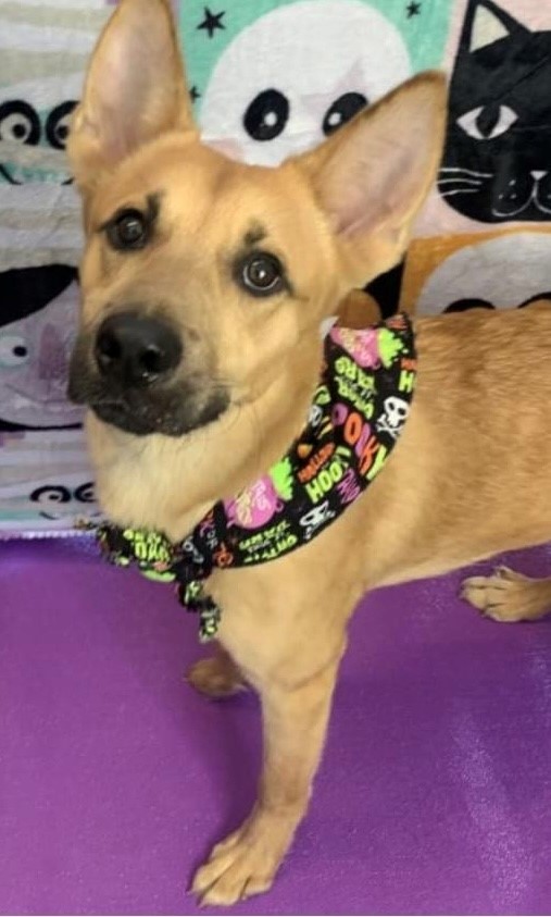 Johnny, a Adoptable German Shepherd Dog in Dale, TX image 2/4