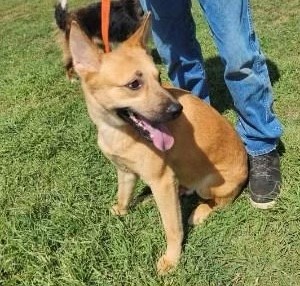 Johnny, a Adoptable German Shepherd Dog in Dale, TX image 3/4