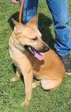 Johnny, a Adoptable German Shepherd Dog in Dale, TX image 4/4