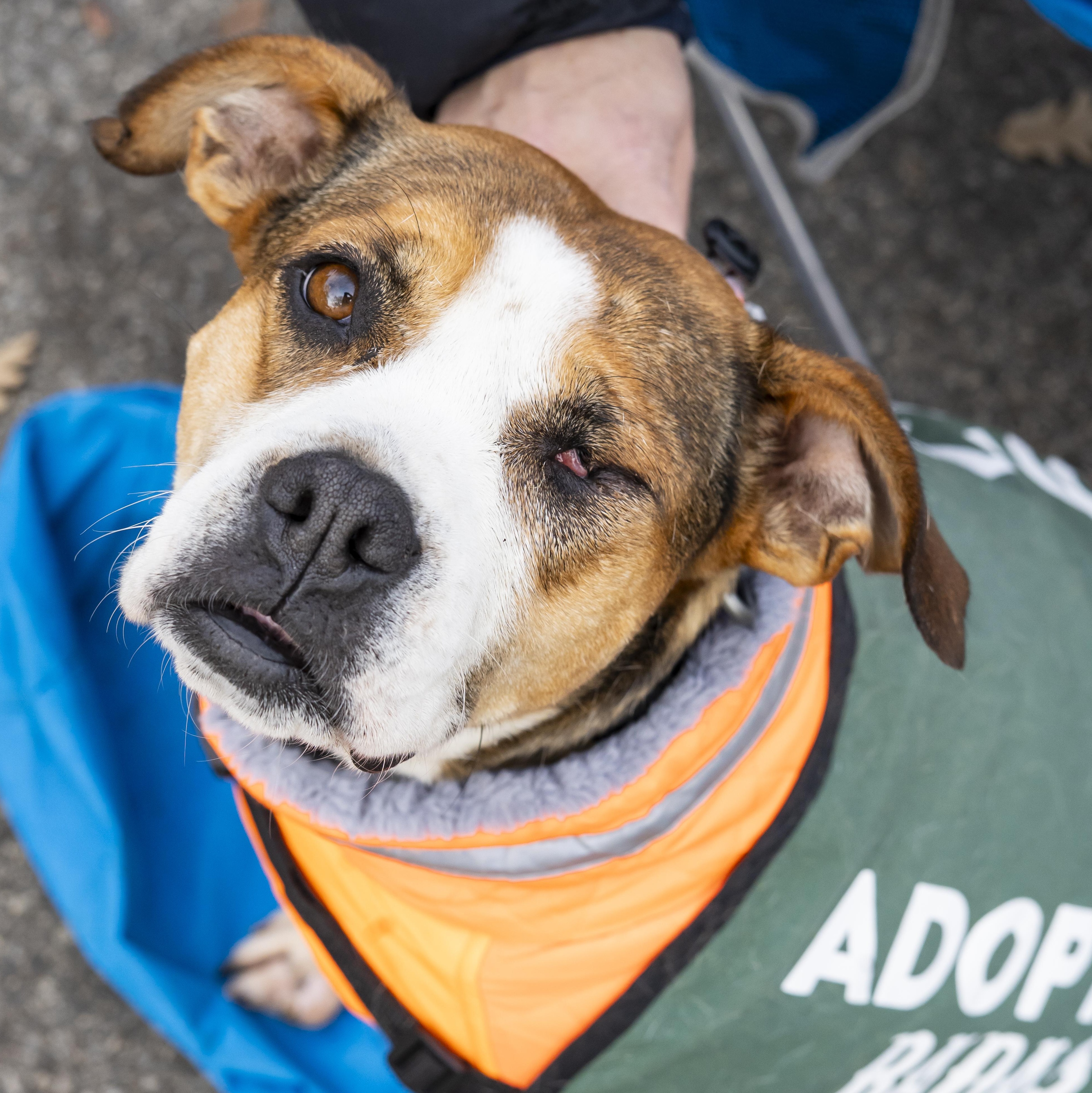 Rose Lavelle, a Adoptable mixed breed image 4/5