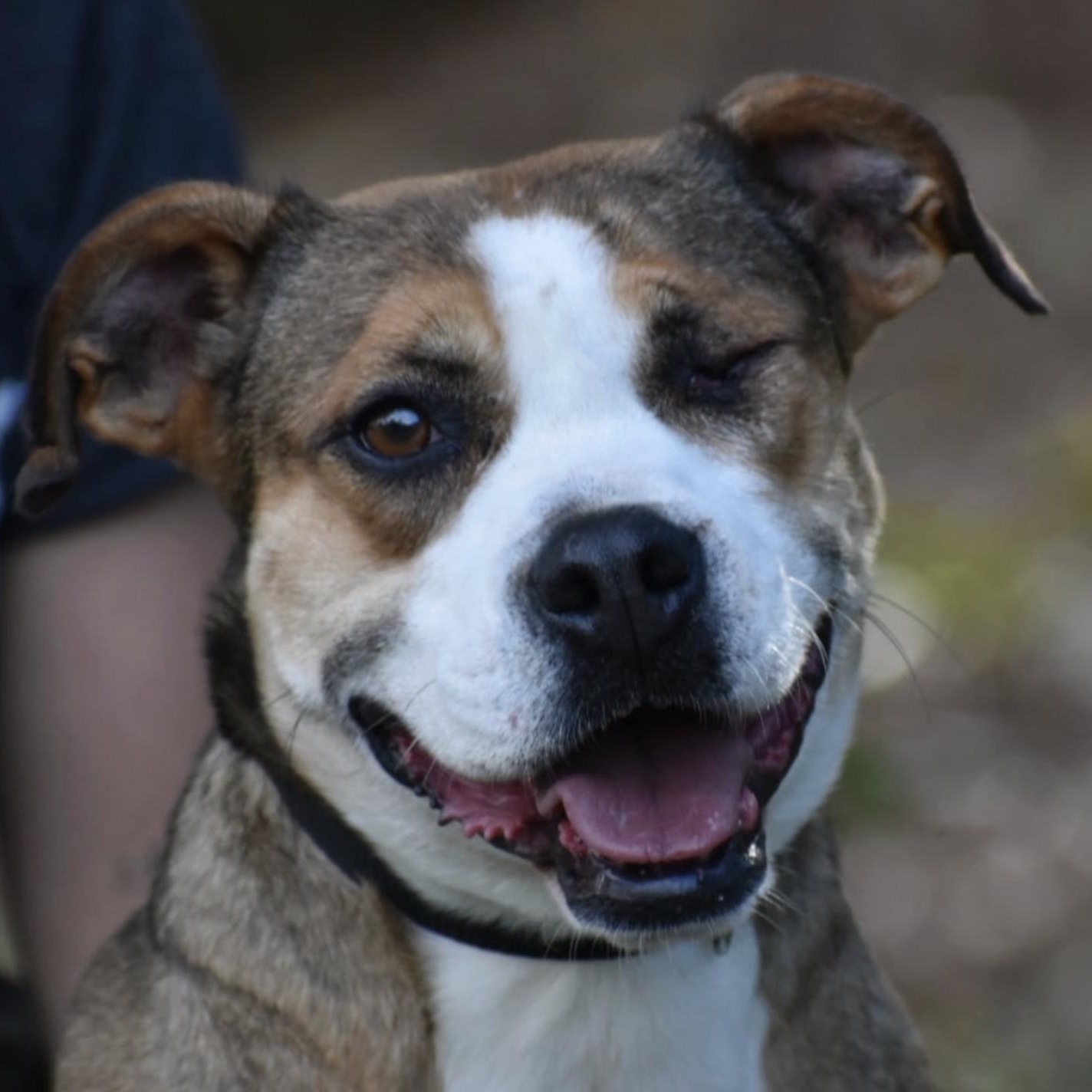 Rose Lavelle, a Adoptable mixed breed image 2/5