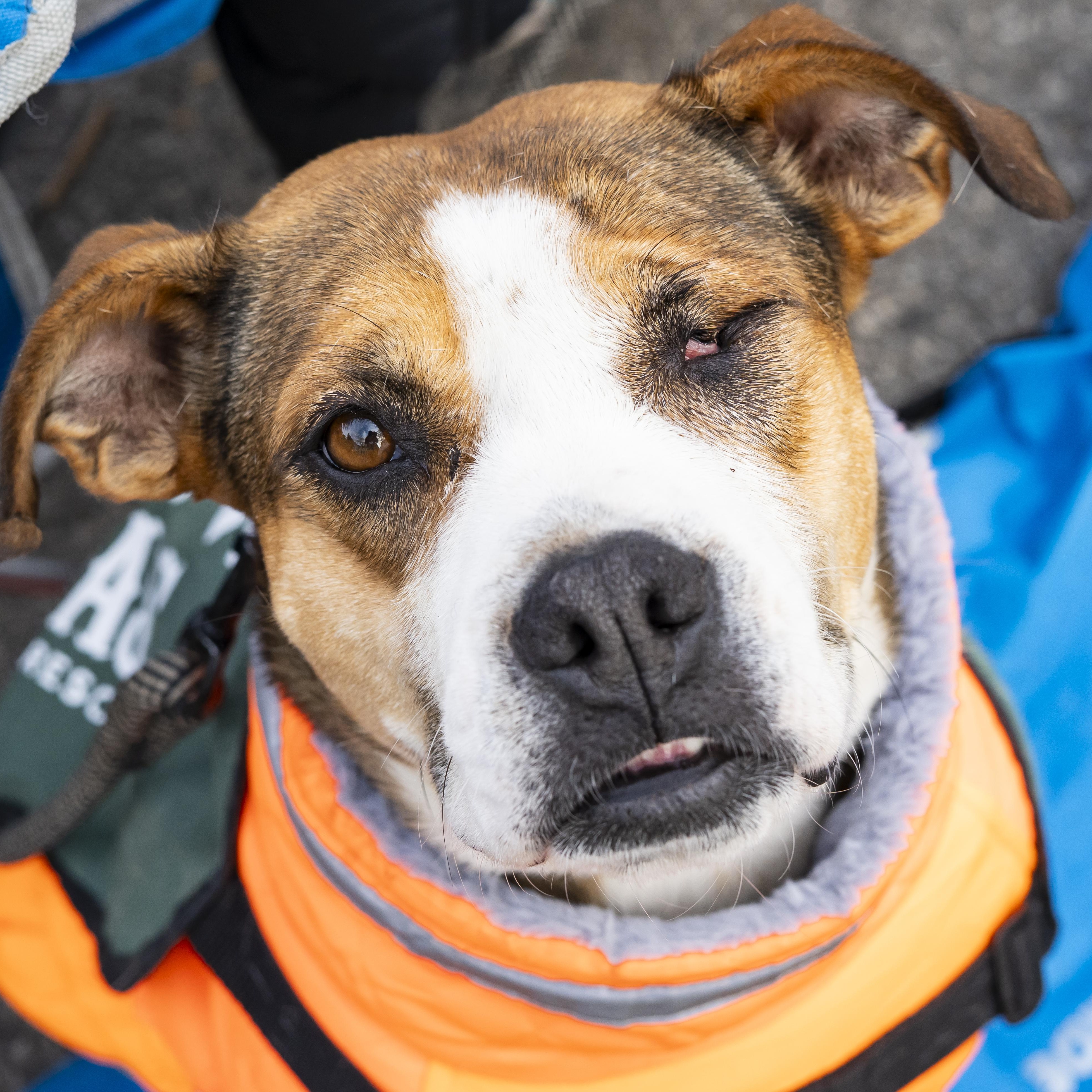 Rose Lavelle, Adoptable, Young Female Terrier.