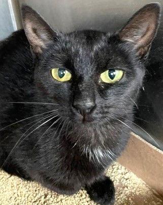 Enlarge El Nina, a Adoptable Domestic Short Hair in Carrollton, GA image 1/3