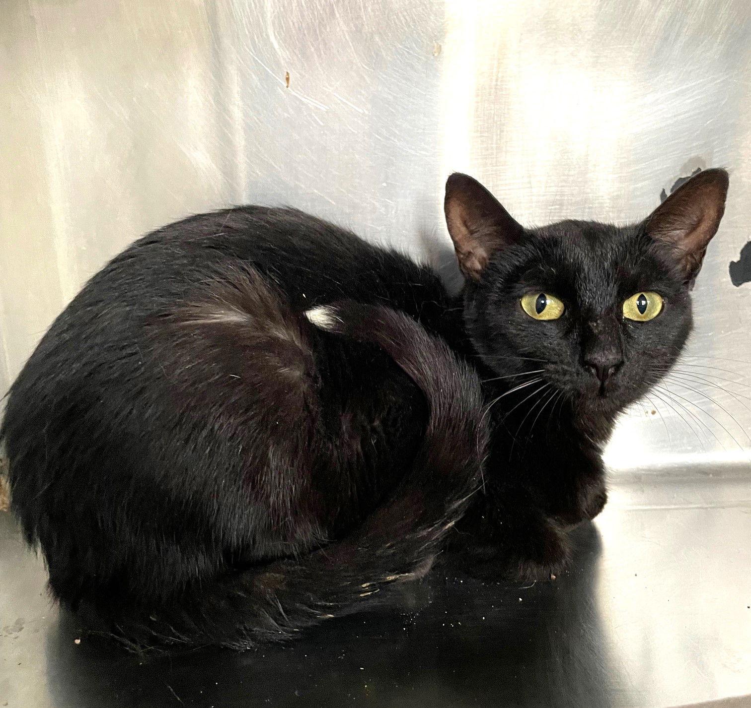 Enlarge El Nina, a Adoptable Domestic Short Hair in Carrollton, GA image 1/3