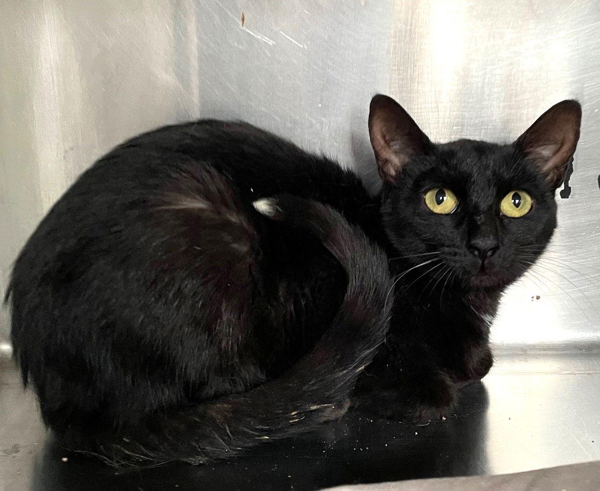 Enlarge El Nina, a Adoptable Domestic Short Hair in Carrollton, GA image 2/3