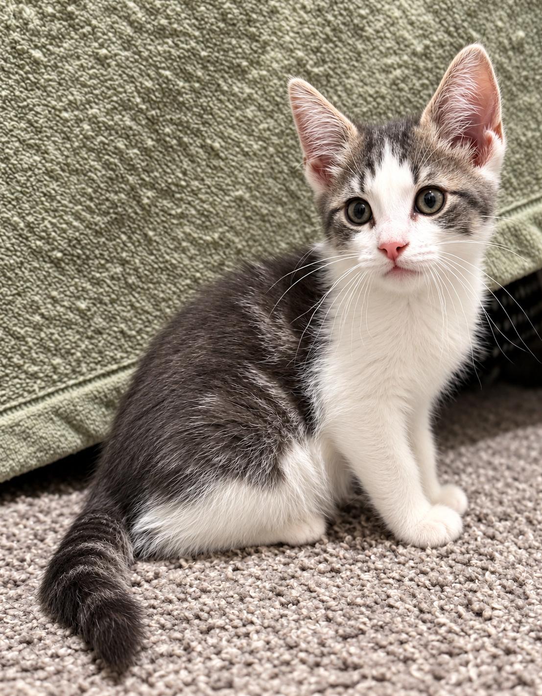 Onyx, Adoptable, Kitten Male Domestic Short Hair.