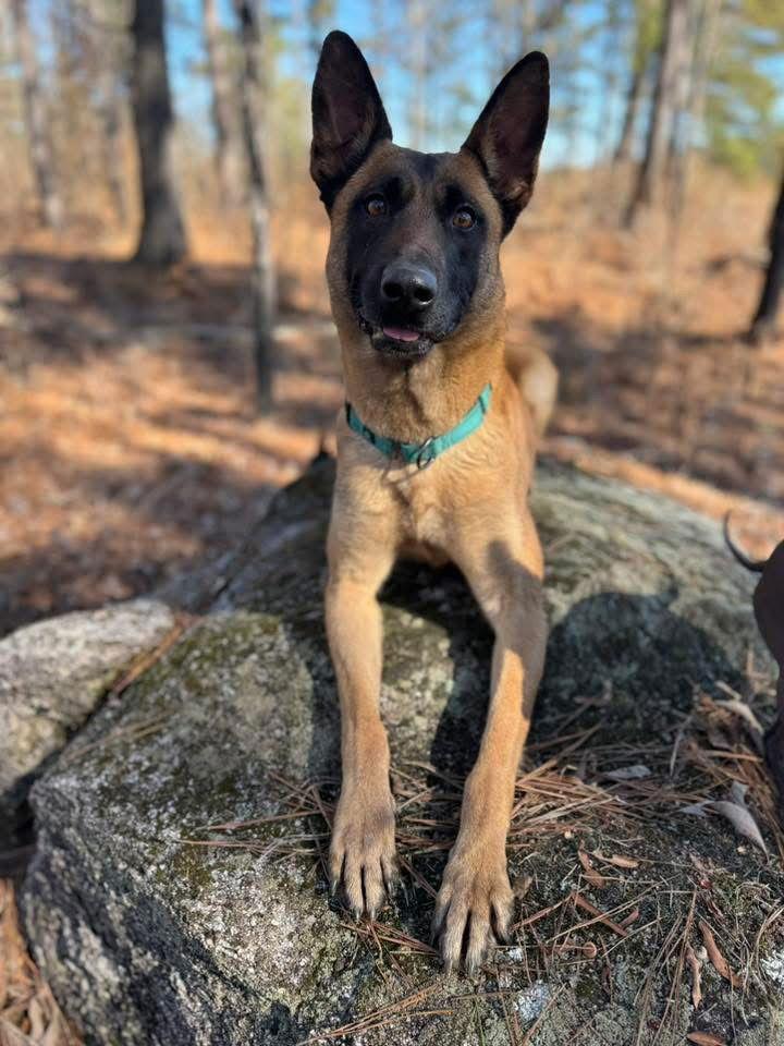 Diva, Adoptable, Young Female Belgian Shepherd / Malinois.