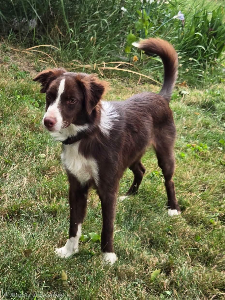 Pepsi, ADOPTABLE, Puppy Male Border Collie.