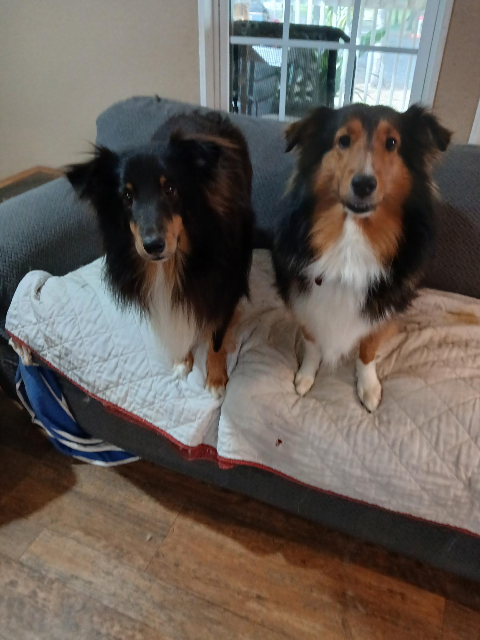 Sam and Rachel, Adoptable, Young Female Shetland Sheepdog / Sheltie.