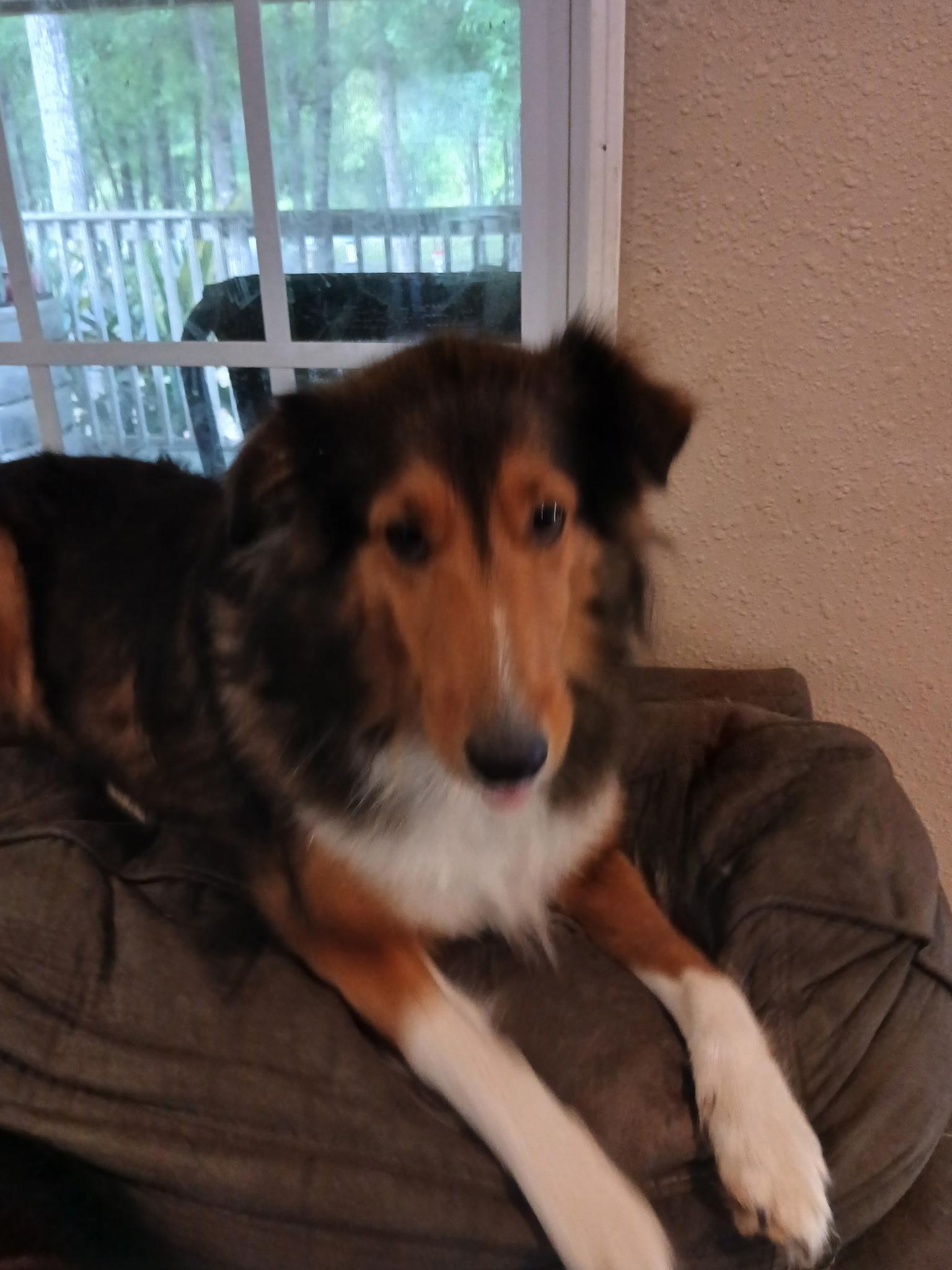 Enlarge Sam and Rachel, a Adoptable Shetland Sheepdog / Sheltie in Palm Bay, FL image 2/5