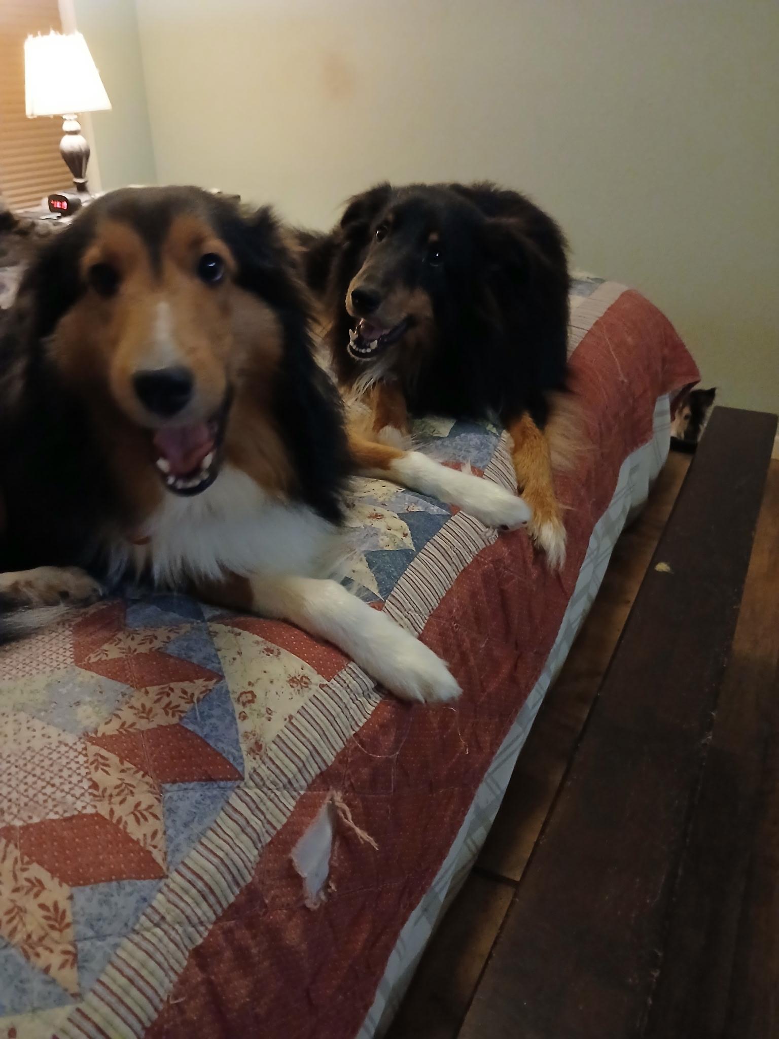 Enlarge Sam and Rachel, a Adoptable Shetland Sheepdog / Sheltie in Palm Bay, FL image 4/5