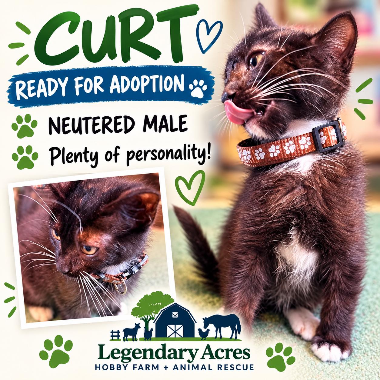 Curt, Adopted, Kitten Male Domestic Medium Hair.