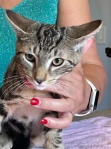 Bentley, adopted, Kitten Male Abyssinian & Tiger.