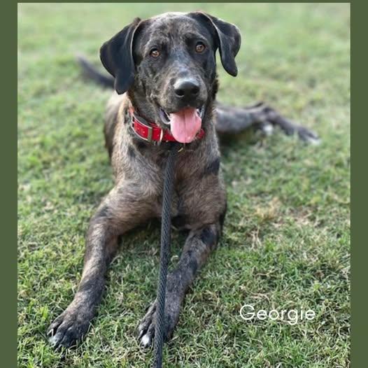 Georgie, ADOPTABLE, Adult Female Catahoula Leopard Dog.
