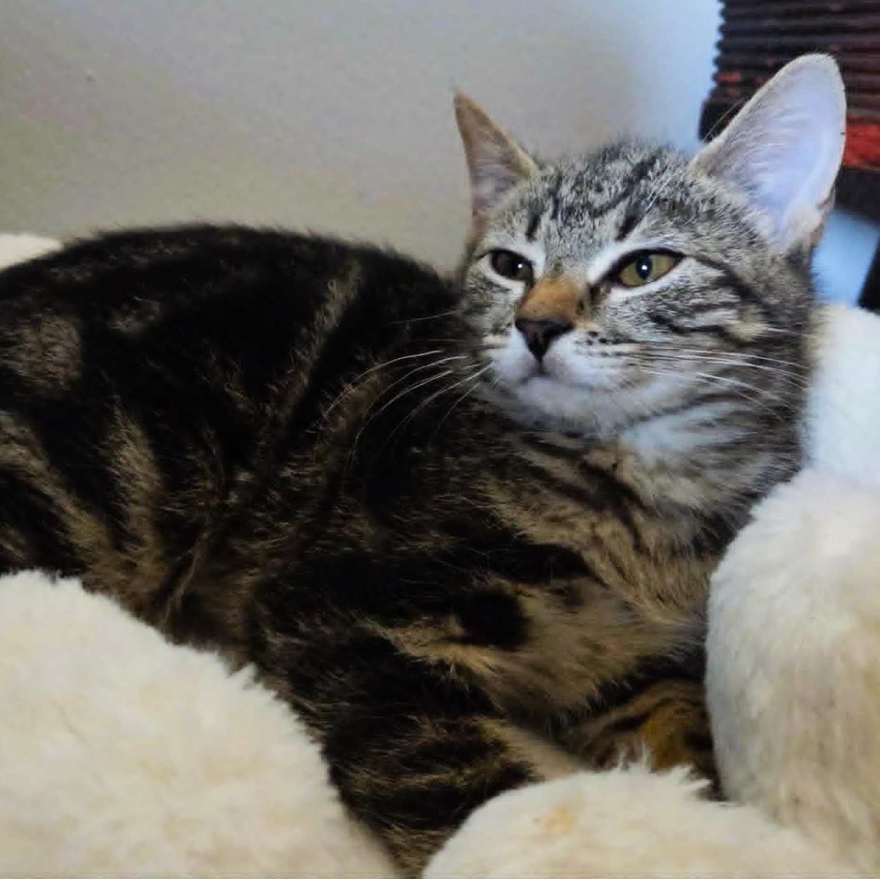 Jonesy, a ADOPTABLE Tabby in Brooklyn, NY image 2/4