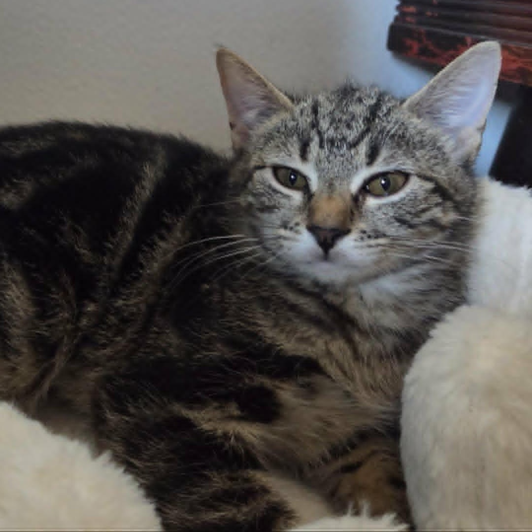 Jonesy, a ADOPTABLE Tabby in Brooklyn, NY image 4/4