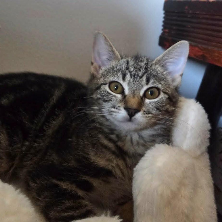 Jonesy, a ADOPTABLE Tabby in Brooklyn, NY image 1/4