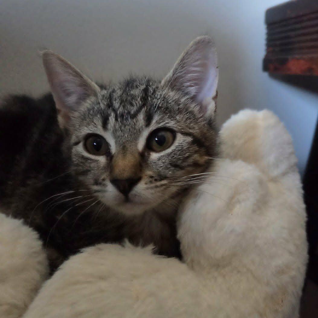 Jonesy, a ADOPTABLE Tabby in Brooklyn, NY image 3/4