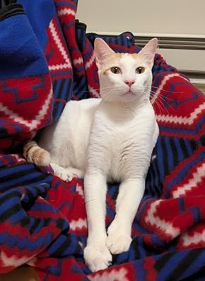 Enlarge Xander, a Adoptable mixed breed in San Francisco, CA image 3/6