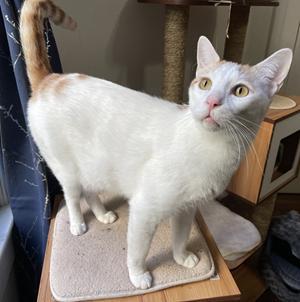 Enlarge Xander, a Adoptable mixed breed in San Francisco, CA image 5/6