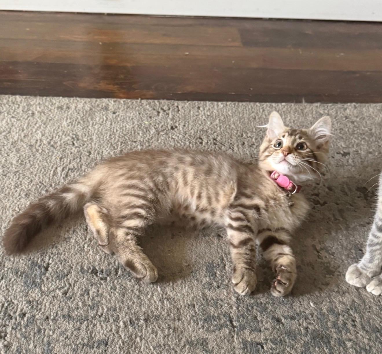 Savannah, a ADOPTABLE Domestic Medium Hair in Highland, IN image 2/4