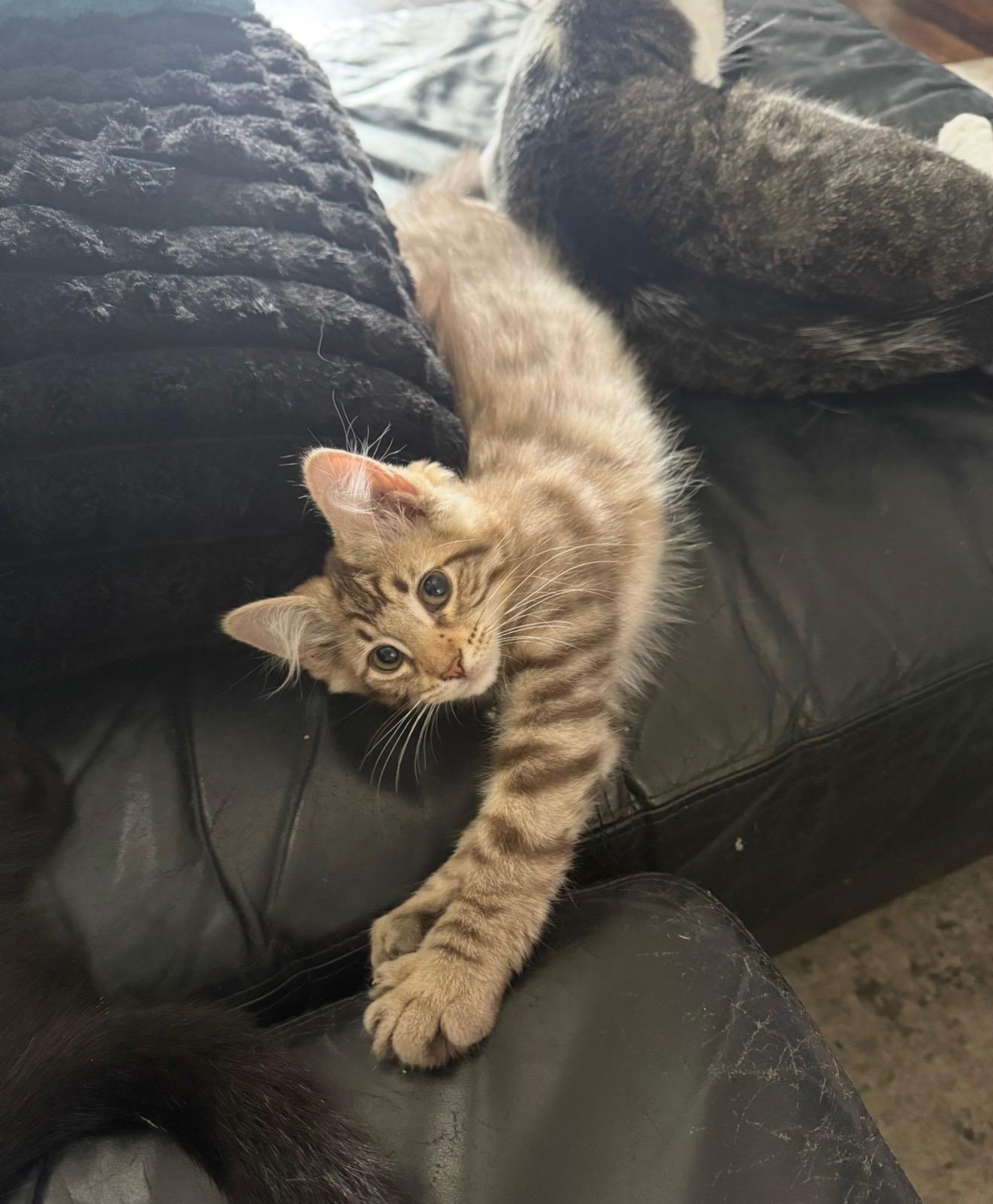 Savannah, a ADOPTABLE Domestic Medium Hair in Highland, IN image 4/4