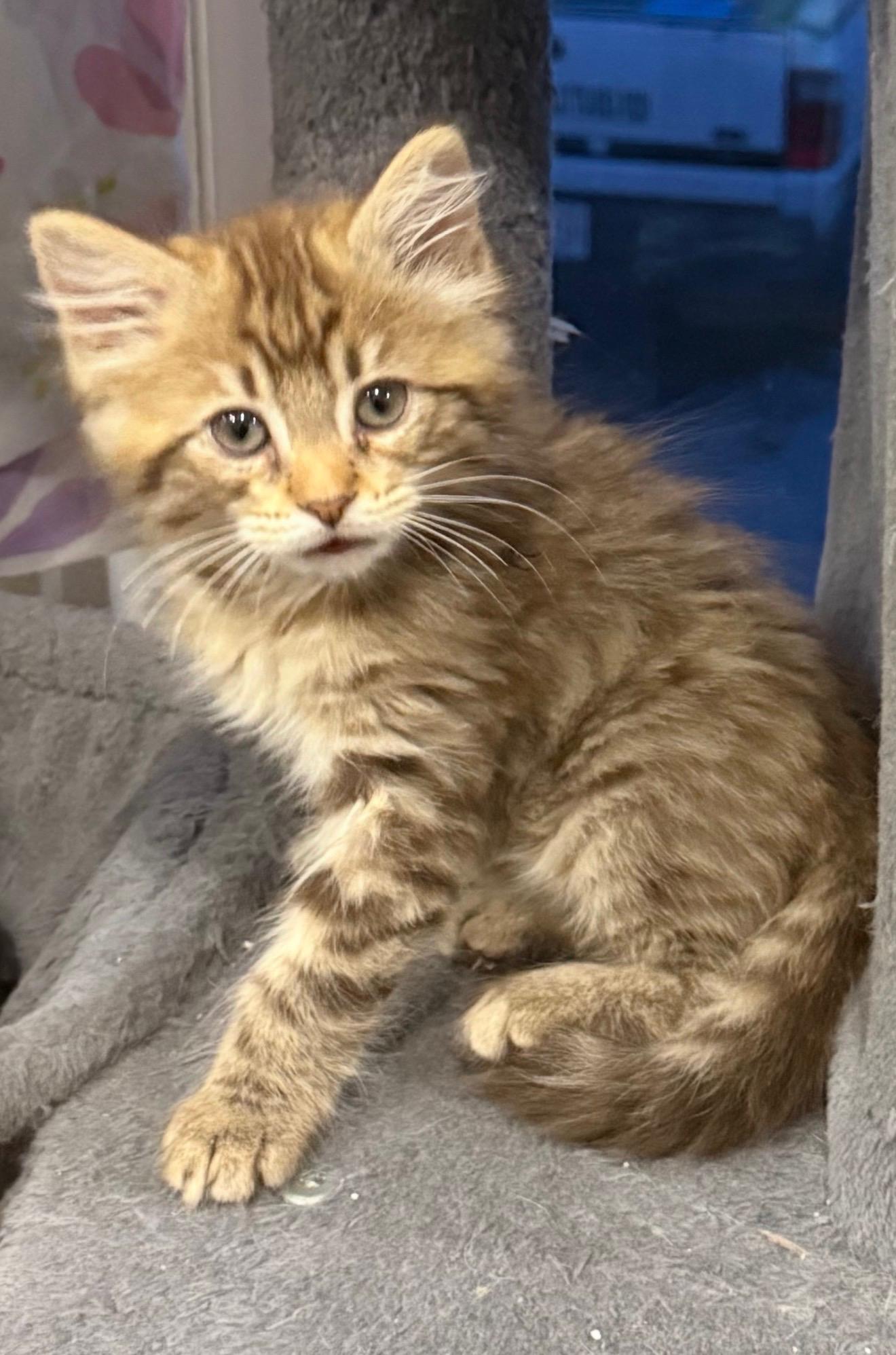 Savannah, a ADOPTABLE Domestic Medium Hair in Highland, IN image 1/4