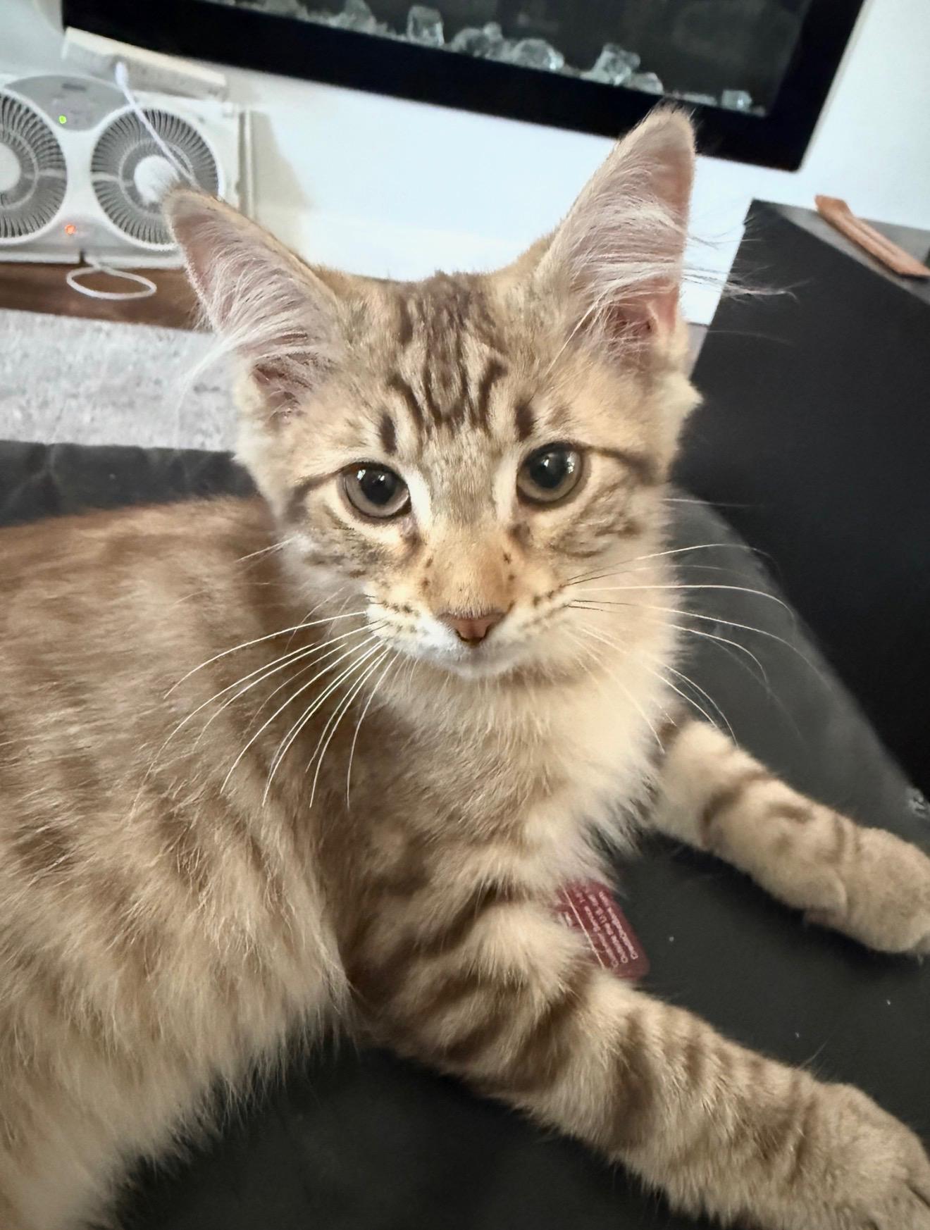 Savannah, a ADOPTABLE Domestic Medium Hair in Highland, IN image 3/4