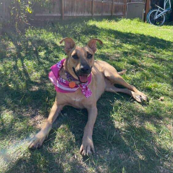 Faith SF, a Adoptable Mixed Breed in Bend, OR image 1/6