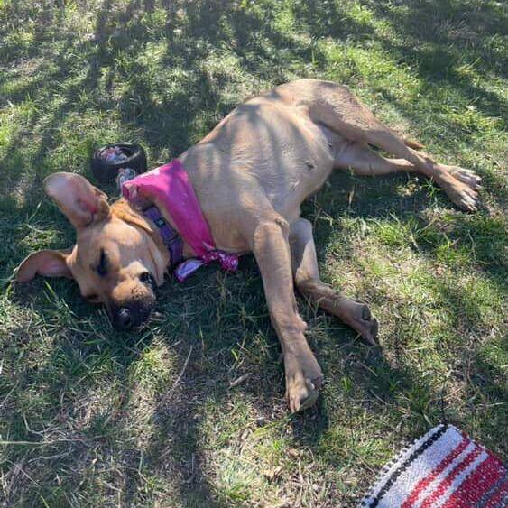 Faith SF, a Adoptable Mixed Breed in Bend, OR image 2/6