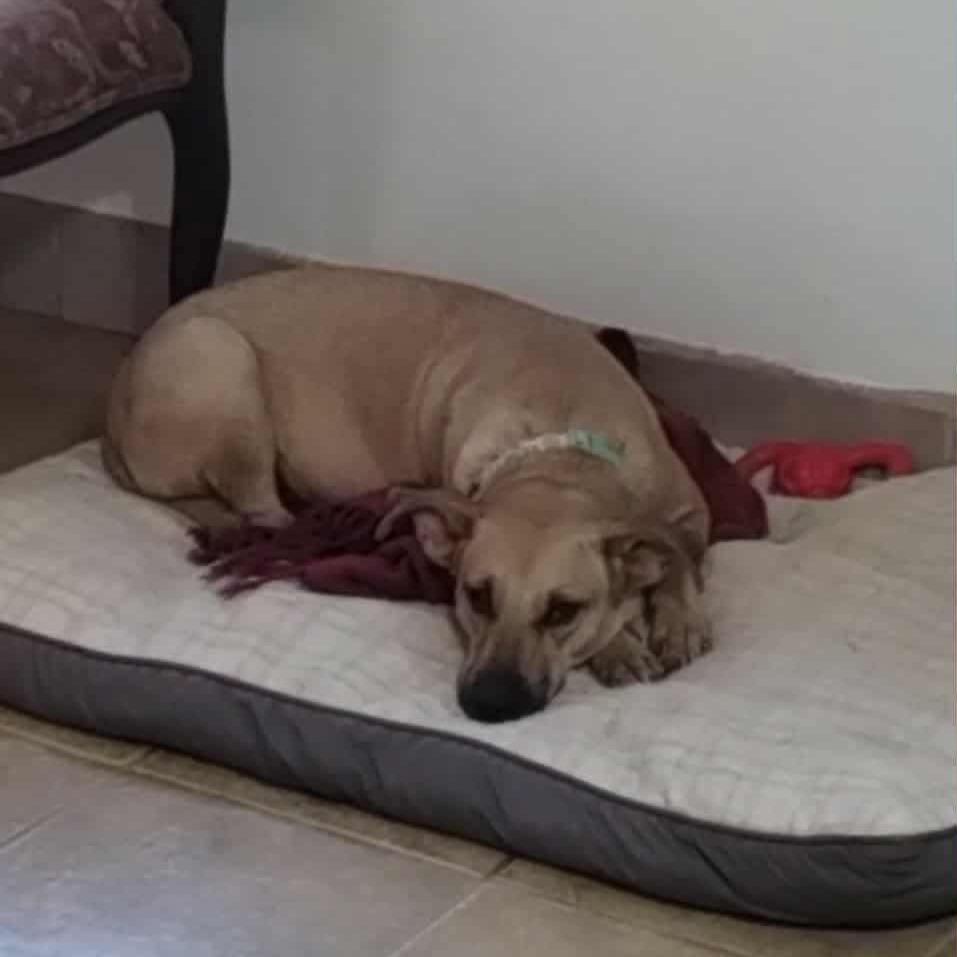 Faith SF, a Adoptable Mixed Breed in Bend, OR image 5/6