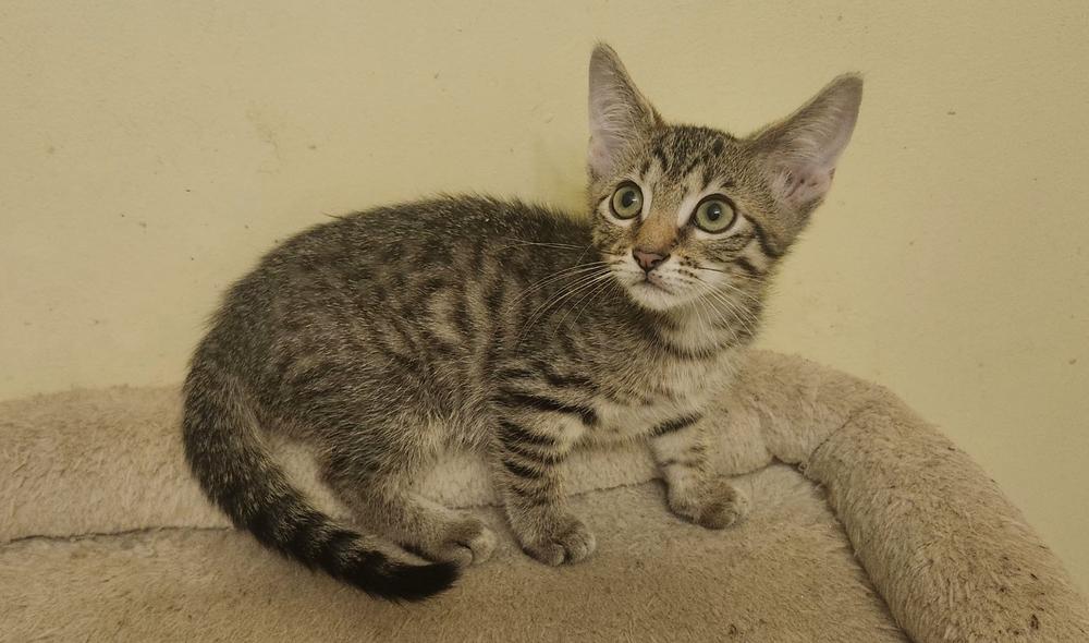 Squeak, Adoptable, Kitten Female Domestic Short Hair & Tabby.