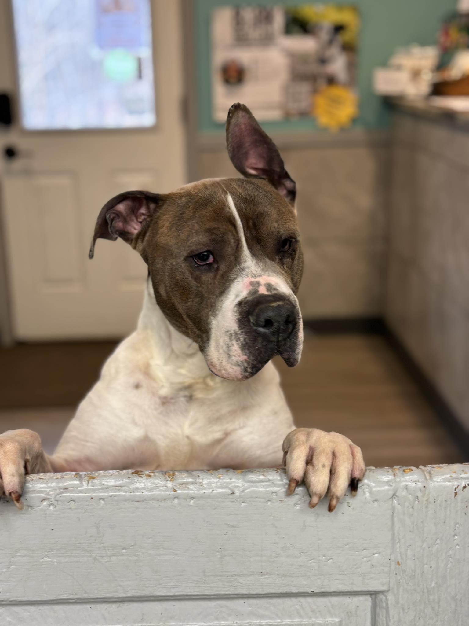 Tokio, Adoptable, Adult Male Pit Bull Terrier.